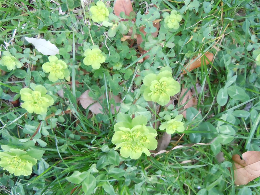 da Capodimonte - Euphorbia helioscopia L. subsp. helioscopia